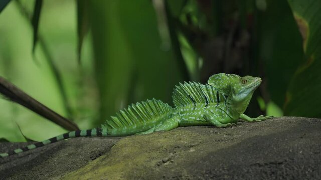 Immature Green Basilisk ( Basiliscus plumifrons) also called commonly the green basilisk, the double crested basilisk, or the Jesus Christ lizard