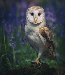 Barn Owl in Bluebells