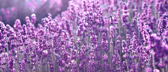 Banner with soft focused Lavender flowers at sunset Blooming Violet fragrant lavender flower summer...