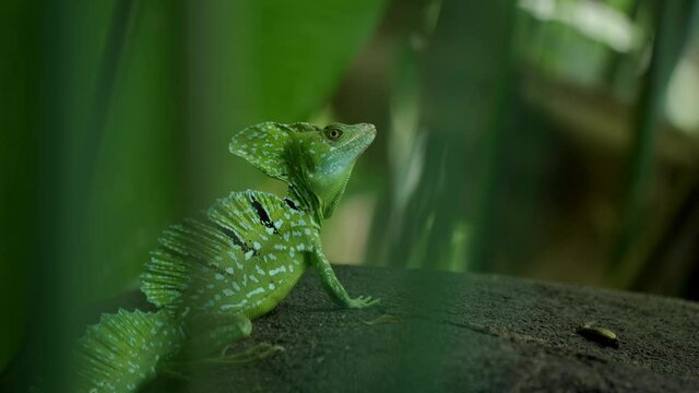 Immature Green Basilisk ( Basiliscus plumifrons) also called commonly the green basilisk, the double crested basilisk, or the Jesus Christ lizard