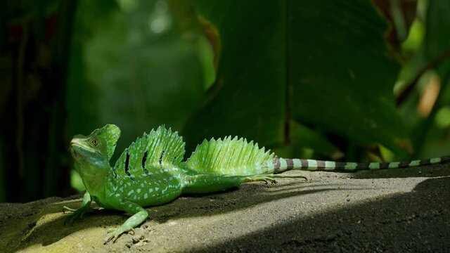Immature Green Basilisk ( Basiliscus plumifrons) also called commonly the green basilisk, the double crested basilisk, or the Jesus Christ lizard