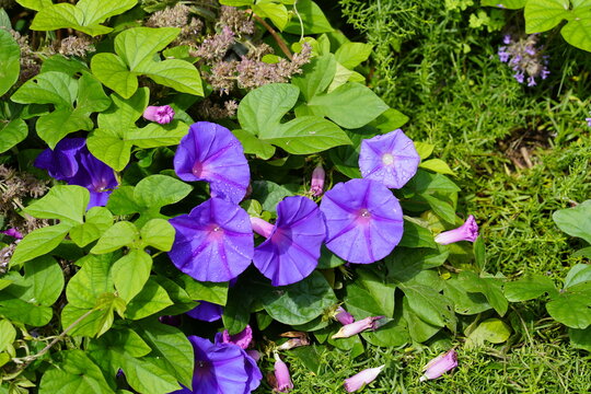 Ipomoea nil is a species of Ipomoea morning glory known by several common names, including picotee morning glory, ivy morning glory, and Japanese morning glory.