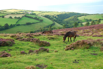 Fototapeta na wymiar Exmoor ponies grazing in Exmoor
