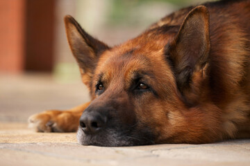 Deutscher Schäferhund 