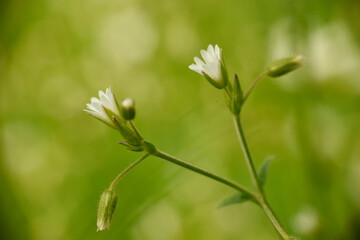 grass and flowers
