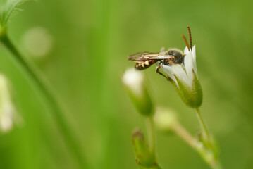 fly on a leaf