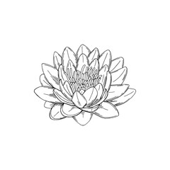 Vector illustration of black line hand drawn lotus flower isolated on white background - obrazy, fototapety, plakaty