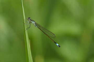 dragonfly on a green leaf