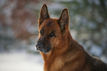 Naklejka premium Deutscher Schäferhund