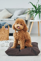 Sits on the pillow. Cute little poodle puppy is indoors in the modern domestic room