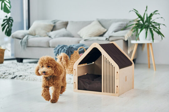 Cute little poodle puppy with pet booth indoors in the modern domestic room. Animal house