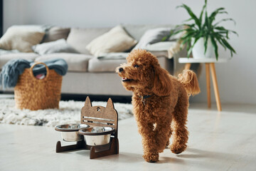 Cute little poodle puppy is indoors in the modern domestic room