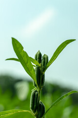 Sesame or the oilseed crop, sesamum indicum of the family Pedaliaceae