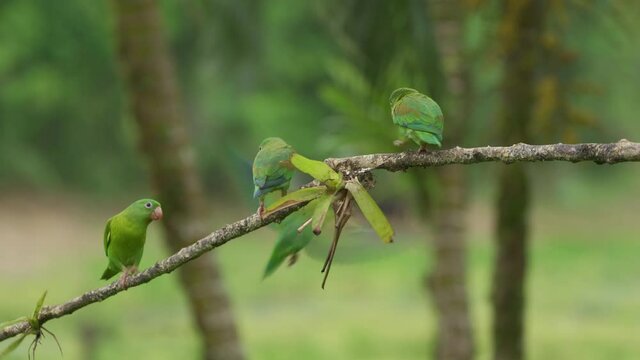 flock of Orange -chinned Parakeet sitting on a branch (Brotogeris jugularis)
