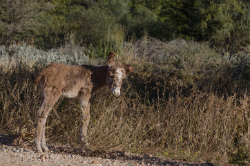 Landschaft in Vingerklip in Südafrika