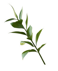 Twig of ruscus with green leaves isolated