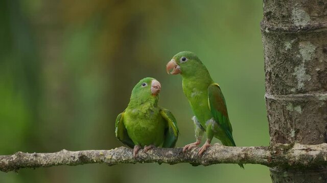 Orange -chinned Parakeet An adult feeds a chick (Brotogeris jugularis)