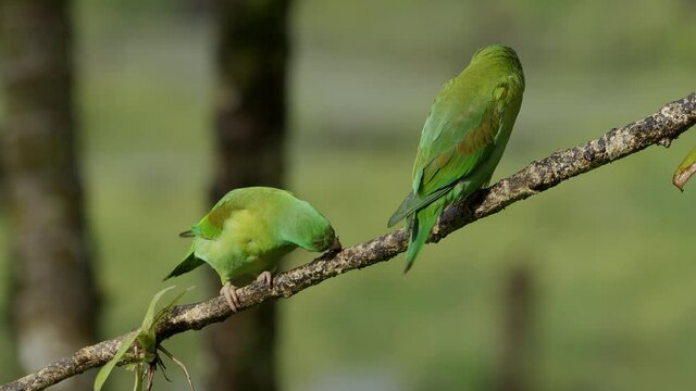 Pair of Orange -chinned Parakeet (Brotogeris jugularis)