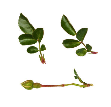 Set of green rose leaves and bud isolated