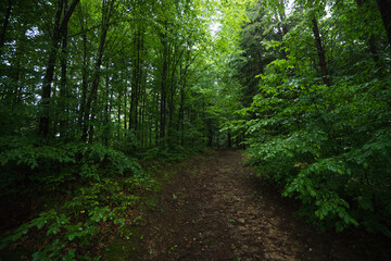 Forest path and tall trees in a beautiful natural park reservation