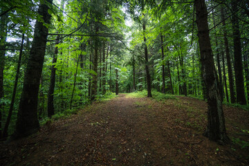 Forest path and tall trees in a beautiful natural park reservation