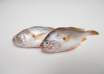 Little yellow croaker (Larimichthys polyactis) fish isolated on white background