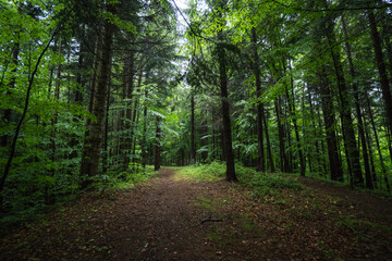 Forest path and tall trees in a beautiful natural park reservation