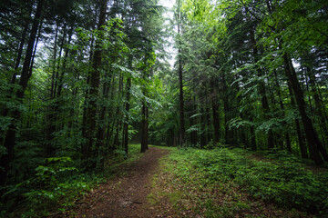 Obraz premium Forest path and tall trees in a beautiful natural park reservation