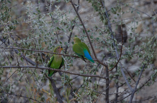 Vogel in Vingerklip in S&uuml;dafrika