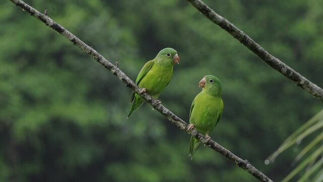 Pair of Orange -chinned Parakeet (Brotogeris jugularis)