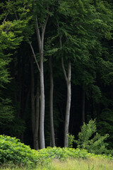 Trees silhouettes in a green forest environment from a protected natural park