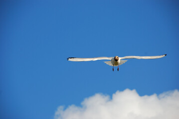 Black-headed gull (Chroicocephalus ridibundus) soaring in the air front of blue sky