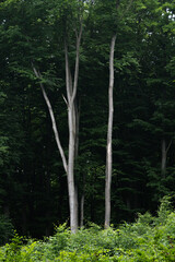 Trees silhouettes in a green forest environment from a protected natural park
