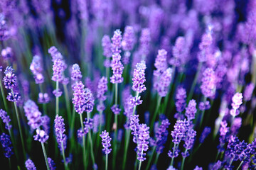 Obraz premium Selective focus Lavender flowers at sunset rays, Blooming Violet fragrant lavender flower summer landscape. Growing Lavender, harvest, perfume ingredient, aromatherapy. Lavender field lit by sunlight