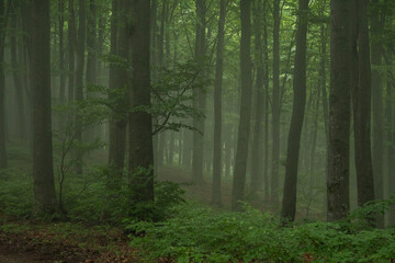 Fototapeta na wymiar Trees silhouettes in a green forest, magical misty scene in a natural park
