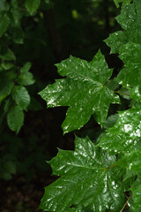 Close-up green wet leaves in a forest after rain