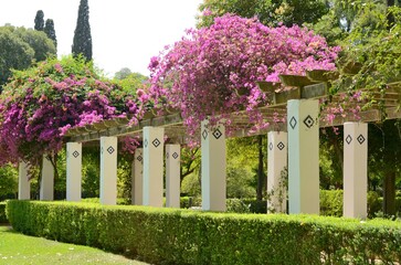 Bougainvillea in garden gallery, Seville, Spain