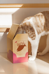 A cat digs its head into a box of food products. Computer Generated Image packaging design