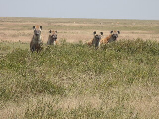 hyenas in the serengeti 