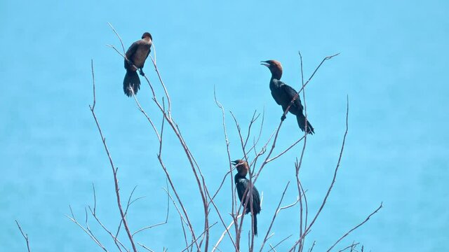 flock of Pygmy Cormorant (Microcarbo pygmaeus) Nesting colony to the shore of the Sea of Galilee