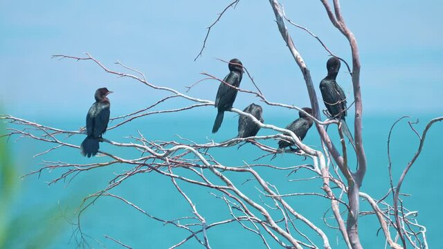 flock of Pygmy Cormorant (Microcarbo pygmaeus) Nesting colony to the shore of the Sea of Galilee
