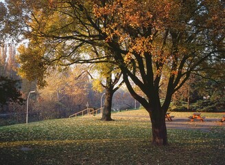 Naklejka premium Autumncolors in Vienna