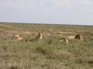 lions in the serengeti 