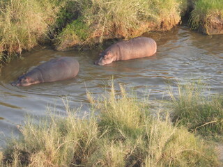 hippopotamus in the river in serengeti 