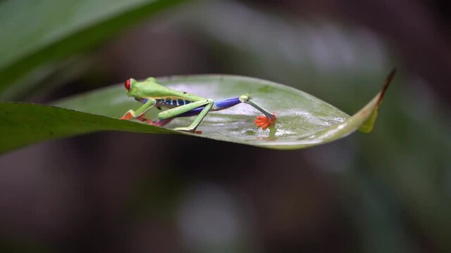 Red Eyed Tree Frogs(Agalychnis callidryas) Walking on a leaf