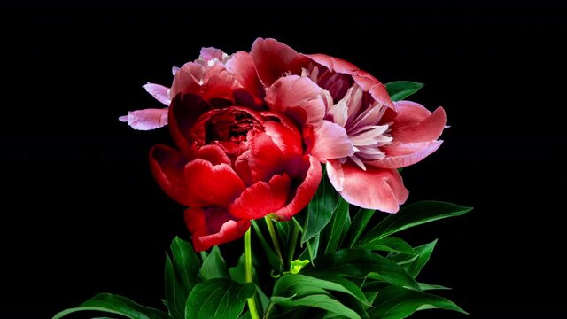 Beautiful red peony flowers bouquet opening background. Blooming roses flower open, time lapse, closeup. Wedding backdrop, Valentine's Day concept. Bouquet on black backdrop, closeup 4K UHD timelapse