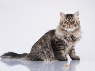 Scottish tabby cat on a light background. Pet in the studio. 