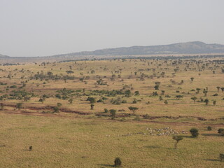 Fototapeta na wymiar serengeti endless pleins 
