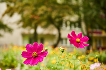stokrotki,  Osteospermum © Marcin Łazarczyk