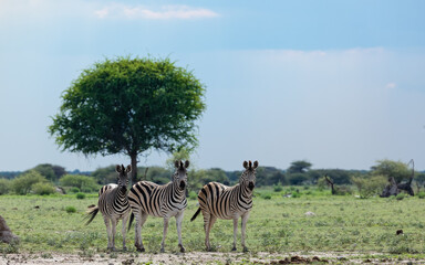 Naklejka premium zebras in the savannah